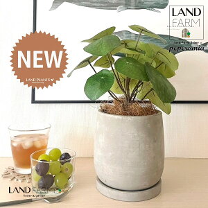 ylHϗtAz sAiyy~ICfXj Zg hbv^ 픫 1 yRRt@Co[EMz yy~A yy sAyy~ICfX  ϗtA 56724-A Pilea peperomioi