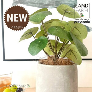 ylHϗtAz sAiyy~ICfXj Zg hbv^ 픫 1 yRRt@Co[EMz yy~A yy sAyy~ICfX  ϗtA 56724-A Pilea peperomioi