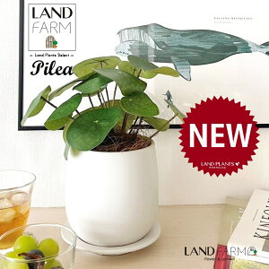 ylHϗtAz sAiyy~ICfXj F hbv^ 픫 1 yRRt@Co[EMz yy~A yy sAyy~ICfX  ϗtA 56724-A Pilea peperomioides Objet