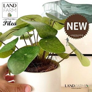 ylHϗtAz sAiyy~ICfXj F hbv^ 픫 1 yRRt@Co[EMz yy~A yy sAyy~ICfX  ϗtA 56724-A Pilea peperomioides Objet