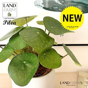 ylHϗtAz sAiyy~ICfXj F hbv^ 픫 1 yRRt@Co[EMz yy~A yy sAyy~ICfX  ϗtA 56724-A Pilea peperomioides Objet