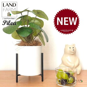 ylHϗtAz sAiyy~ICfXj ACAX^ht 픫 F STCY 1 yRRt@Co[EX^hz yy~A sAyy~ICfX  ϗtA 56724-A 