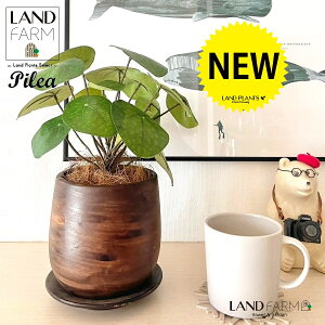 ylHϗtAz sAiyy~ICfXj Ebh yCg 픫 1 yRRt@Co[EMz yy~A yy sAyy~ICfX  ϗtA 56724-A Pilea peperomioides Ob