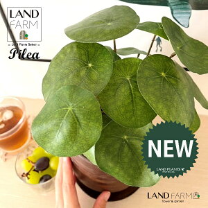 ylHϗtAz sAiyy~ICfXj Ebh yCg 픫 1 yRRt@Co[EMz yy~A yy sAyy~ICfX  ϗtA 56724-A Pilea peperomioides Ob