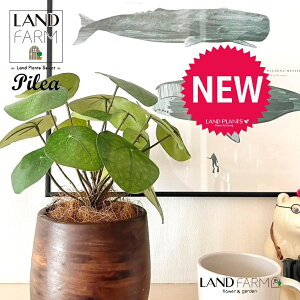 ylHϗtAz sAiyy~ICfXj Ebh yCg 픫 1 yRRt@Co[EMz yy~A yy sAyy~ICfX  ϗtA 56724-A Pilea peperomioides Ob