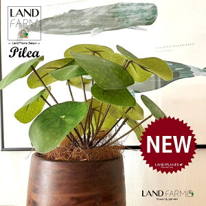 ylHϗtAz sAiyy~ICfXj Ebh yCg 픫 1 yRRt@Co[EMz yy~A yy sAyy~ICfX  ϗtA 56724-A Pilea peperomioides Ob