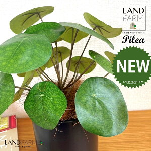 ylHϗtAz sAiyy~ICfXj F M̎ V_[^ 픫 1 yRRt@Co[EMz yy~A yy sAyy~ICfX  ϗtA 56724-A Pilea 