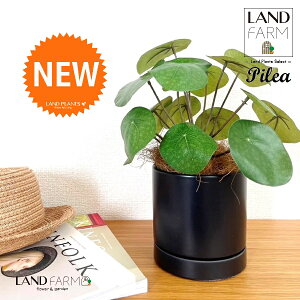 ylHϗtAz sAiyy~ICfXj F M̎ V_[^ 픫 1 yRRt@Co[EMz yy~A yy sAyy~ICfX  ϗtA 56724-A Pilea 