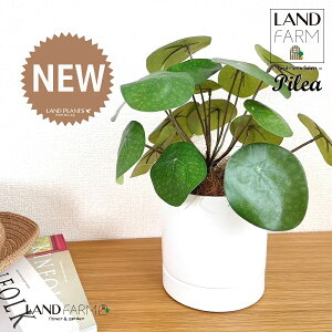 ylHϗtAz sAiyy~ICfXj F M̎ V_[^ 픫 1 yRRt@Co[EMz yy~A yy sAyy~ICfX  ϗtA 56724-A Pilea 