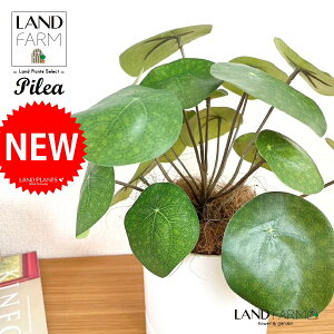 ylHϗtAz sAiyy~ICfXj F M̎ V_[^ 픫 1 yRRt@Co[EMz yy~A yy sAyy~ICfX  ϗtA 56724-A Pilea 