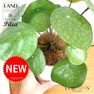 ylHϗtAz sAiyy~ICfXj F M̎ V_[^ 픫 1 yRRt@Co[EMz yy~A yy sAyy~ICfX  ϗtA 56724-A Pilea 