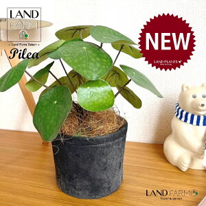 ylHϗtAz sAiyy~ICfXj F X|bg V_[^ 픫 1 yRRt@Co[z yy~A yy sAyy~ICfX  ϗtA 56724-A Pilea peperomio