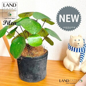 ylHϗtAz sAiyy~ICfXj F X|bg V_[^ 픫 1 yRRt@Co[z yy~A yy sAyy~ICfX  ϗtA 56724-A Pilea peperomio