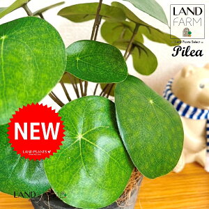 ylHϗtAz sAiyy~ICfXj F X|bg V_[^ 픫 1 yRRt@Co[z yy~A yy sAyy~ICfX  ϗtA 56724-A Pilea peperomio