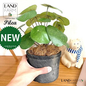 ylHϗtAz sAiyy~ICfXj F X|bg V_[^ 픫 1 yRRt@Co[z yy~A yy sAyy~ICfX  ϗtA 56724-A Pilea peperomio