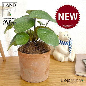 ylHϗtAz sAiyy~ICfXj F X|bg V_[^ 픫 1 yRRt@Co[z yy~A yy sAyy~ICfX  ϗtA 56724-A Pilea peperomio