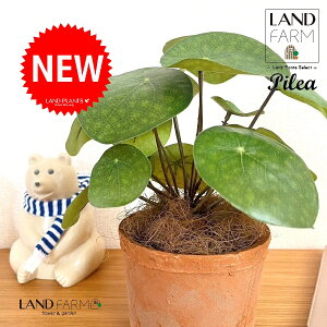 ylHϗtAz sAiyy~ICfXj F X|bg V_[^ 픫 1 yRRt@Co[z yy~A yy sAyy~ICfX  ϗtA 56724-A Pilea peperomio