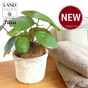 ylHϗtAz sAiyy~ICfXj F X|bg V_[^ 픫 1 yRRt@Co[z yy~A yy sAyy~ICfX  ϗtA 56724-A Pilea peperomio