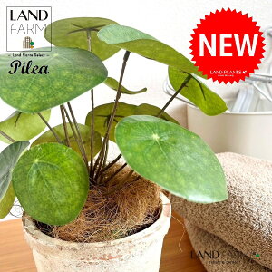 ylHϗtAz sAiyy~ICfXj F X|bg V_[^ 픫 1 yRRt@Co[z yy~A yy sAyy~ICfX  ϗtA 56724-A Pilea peperomio