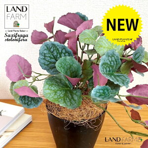 ylHϗtAz LmV^ỉEቺj 4 vX`bN F 1 yRRt@Co[z ChNT RW\E Վ  ϗtA 16934-A Saxifraga stolonifera