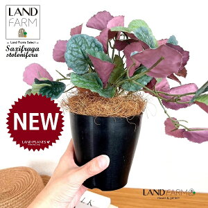 ylHϗtAz LmV^ỉEቺj 4 vX`bN F 1 yRRt@Co[z ChNT RW\E Վ  ϗtA 16934-A Saxifraga stolonifera