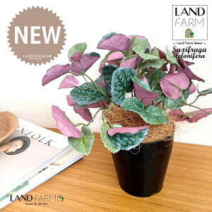 ylHϗtAz LmV^ỉEቺj 4 vX`bN F 1 yRRt@Co[z ChNT RW\E Վ  ϗtA 16934-A Saxifraga stolonifera