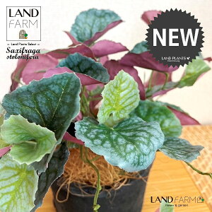 ylHϗtAz LmV^ỉEቺj F X|bg V_[^ 픫 1 yRRt@Co[z ChNT RW\E Վ  ϗtA 16934-A Saxifraga stolonifera