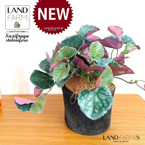 ylHϗtAz LmV^ỉEቺj F X|bg V_[^ 픫 1 yRRt@Co[z ChNT RW\E Վ  ϗtA 16934-A Saxifraga stolonifera