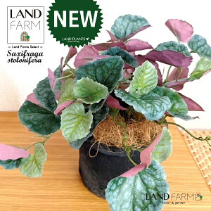 ylHϗtAz LmV^ỉEቺj F X|bg V_[^ 픫 1 yRRt@Co[z ChNT RW\E Վ  ϗtA 16934-A Saxifraga stolonifera