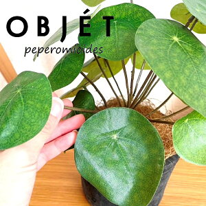OBJET sAiyy~ICfXj F X|bg V_[^ 픫 1 yRRt@Co[zylHϗtAz ϗtA sAyy~ICfX 56724-A Pilea peperomioides Objet Plants