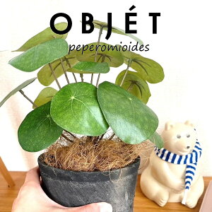 OBJET sAiyy~ICfXj F X|bg V_[^ 픫 1 yRRt@Co[zylHϗtAz ϗtA sAyy~ICfX 56724-A Pilea peperomioides Objet Plants