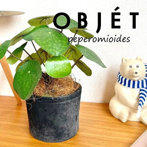 OBJET sAiyy~ICfXj F X|bg V_[^ 픫 1 yRRt@Co[zylHϗtAz ϗtA sAyy~ICfX 56724-A Pilea peperomioides Objet Plants