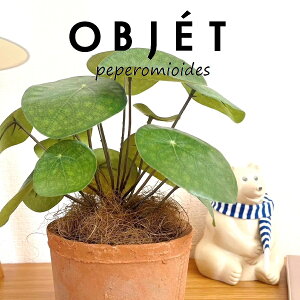 OBJET sAiyy~ICfXj F X|bg V_[^ 픫 1 yRRt@Co[zylHϗtAz ϗtA sAyy~ICfX 56724-A Pilea peperomioides Objet Plants