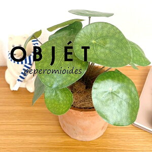 OBJET sAiyy~ICfXj F X|bg V_[^ 픫 1 yRRt@Co[zylHϗtAz ϗtA sAyy~ICfX 56724-A Pilea peperomioides Objet Plants
