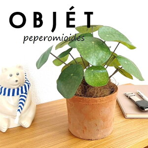 OBJET sAiyy~ICfXj F X|bg V_[^ 픫 1 yRRt@Co[zylHϗtAz ϗtA sAyy~ICfX 56724-A Pilea peperomioides Objet Plants