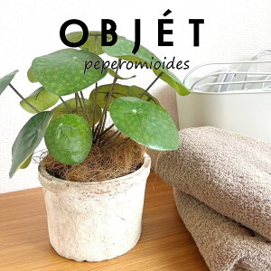 OBJET sAiyy~ICfXj F X|bg V_[^ 픫 1 yRRt@Co[zylHϗtAz ϗtA sAyy~ICfX 56724-A Pilea peperomioides Objet Plants