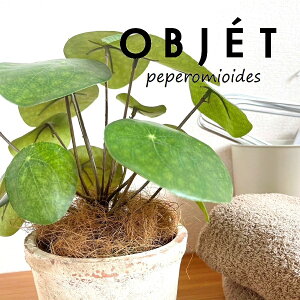 OBJET sAiyy~ICfXj F X|bg V_[^ 픫 1 yRRt@Co[zylHϗtAz ϗtA sAyy~ICfX 56724-A Pilea peperomioides Objet Plants