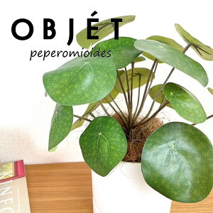 OBJET sAiyy~ICfXj F M̎ V_[^ 픫 1 yRRt@Co[EMzylHϗtAz ϗtA sAyy~ICfX 56724-A Pilea peperomioides Objet Plant
