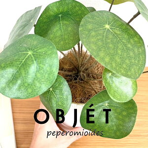 OBJET sAiyy~ICfXj F M̎ V_[^ 픫 1 yRRt@Co[EMzylHϗtAz ϗtA sAyy~ICfX 56724-A Pilea peperomioides Objet Plant