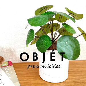 OBJET sAiyy~ICfXj F M̎ V_[^ 픫 1 yRRt@Co[EMzylHϗtAz ϗtA sAyy~ICfX 56724-A Pilea peperomioides Objet Plant