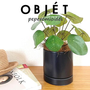 ylHϗtAzOBJET sAiyy~ICfXj F M̎ V_[^ 픫 1 yRRt@Co[EMz ϗtA sAyy~ICfX 56724-A Pilea peperomioides Objet Plant