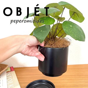 ylHϗtAzOBJET sAiyy~ICfXj F M̎ V_[^ 픫 1 yRRt@Co[EMz ϗtA sAyy~ICfX 56724-A Pilea peperomioides Objet Plant