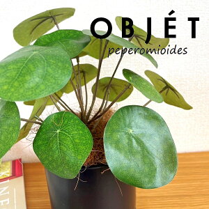 ylHϗtAzOBJET sAiyy~ICfXj F M̎ V_[^ 픫 1 yRRt@Co[EMz ϗtA sAyy~ICfX 56724-A Pilea peperomioides Objet Plant