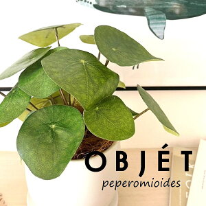 ylHϗtAzOBJET sAiyy~ICfXj F hbv^ 픫 1 yRRt@Co[EMz  ϗtA sAyy~ICfX 56724-A Pilea peperomioides Objet Plants