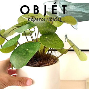 ylHϗtAzOBJET sAiyy~ICfXj F hbv^ 픫 1 yRRt@Co[EMz  ϗtA sAyy~ICfX 56724-A Pilea peperomioides Objet Plants
