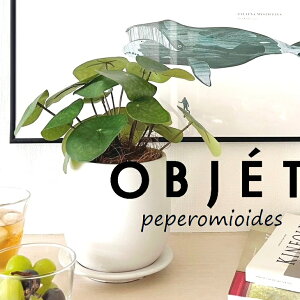 ylHϗtAzOBJET sAiyy~ICfXj F hbv^ 픫 1 yRRt@Co[EMz  ϗtA sAyy~ICfX 56724-A Pilea peperomioides Objet Plants