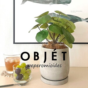 OBJET sAiyy~ICfXj Zg hbv^ 픫 1 yRRt@Co[EMz ylHϗtAz ϗtA sAyy~ICfX 56724-A Pilea peperomioides Objet Plants