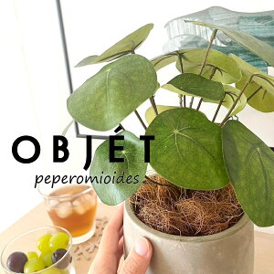 OBJET sAiyy~ICfXj Zg hbv^ 픫 1 yRRt@Co[EMz ylHϗtAz ϗtA sAyy~ICfX 56724-A Pilea peperomioides Objet Plants