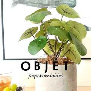 OBJET sAiyy~ICfXj Zg hbv^ 픫 1 yRRt@Co[EMz ylHϗtAz ϗtA sAyy~ICfX 56724-A Pilea peperomioides Objet Plants