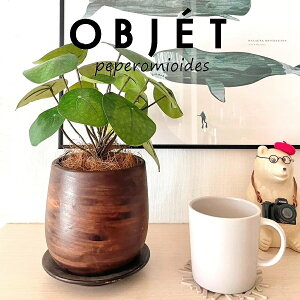 ylHϗtAzOBJET sAiyy~ICfXj Ebh yCg 픫 1 yRRt@Co[EMz  ϗtA sAyy~ICfX 56724-A Pilea peperomioides Objet Plants